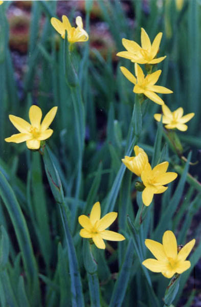 Sisyrinchium californicum en fleurs dans une prairie humide de Californie